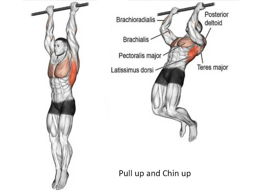 9 Upper Body Workout Exercise For Fitness Freaks EFitnessHelp